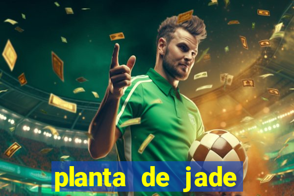 planta de jade significado espiritual